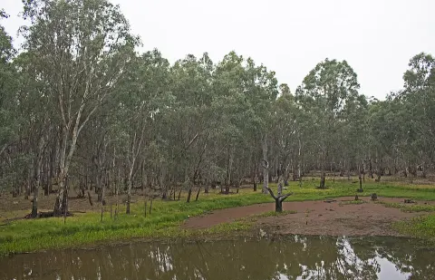 Warby-Ovens National Park