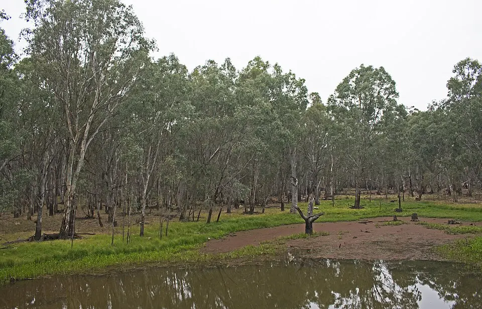 Warby-Ovens National Park