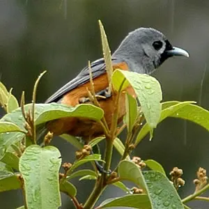 Topaz Road National Park