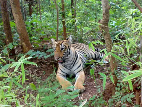 Tadoba-Andhari Tiger Reserve