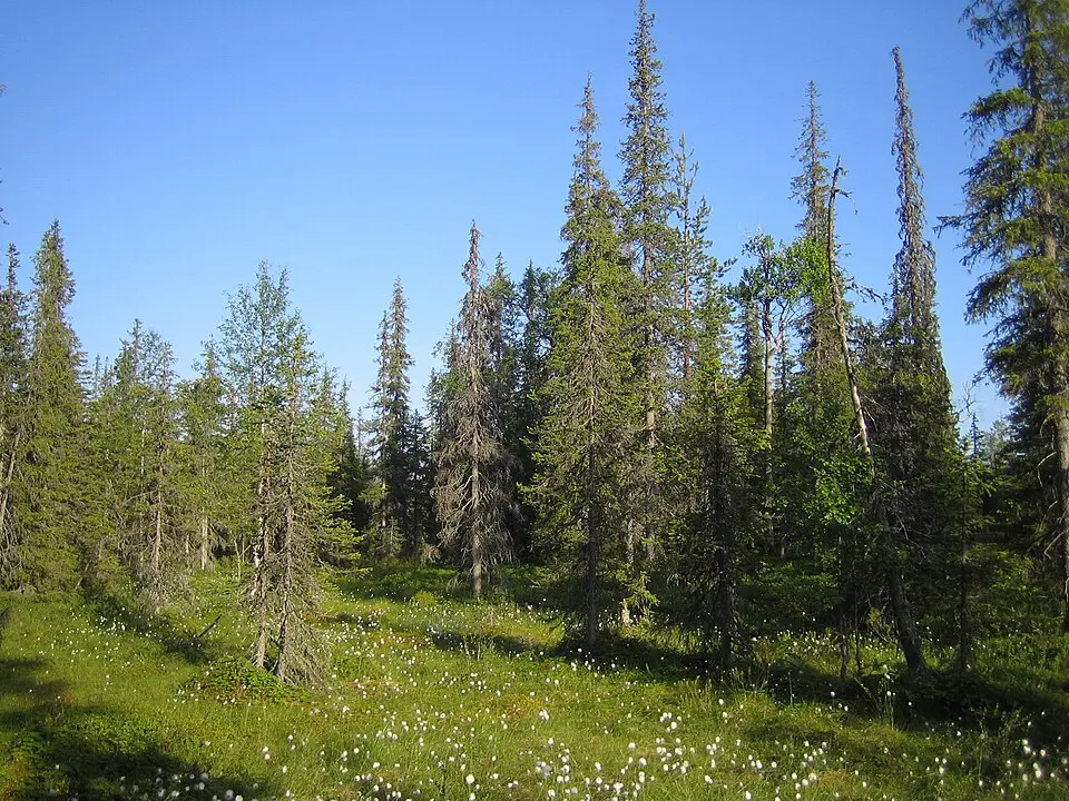 Syöte National Park