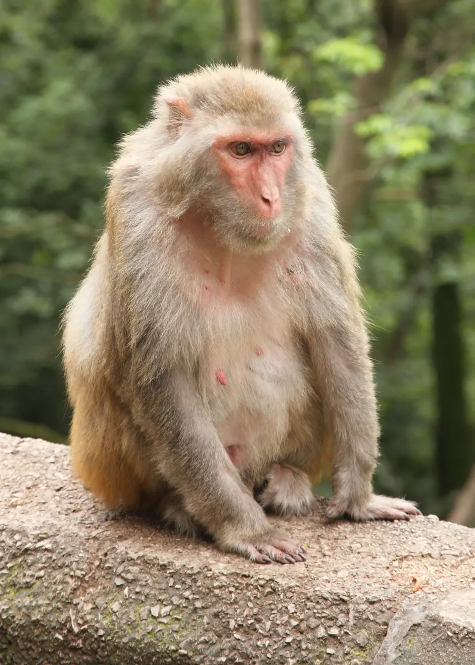 Betla National Park