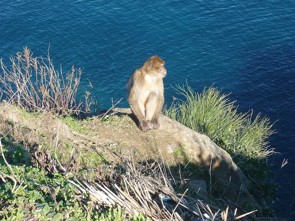 Taza National Park