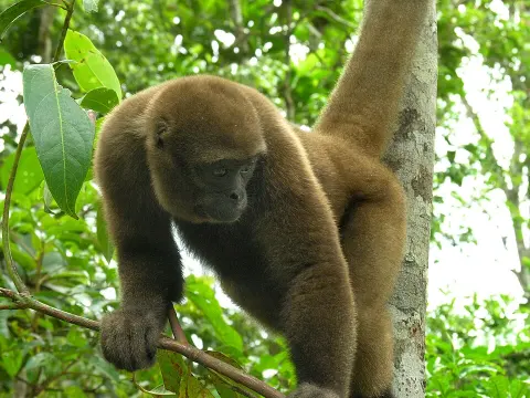 Yaguas National Park