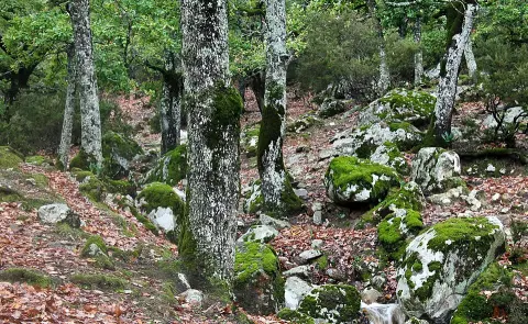 El Feidja National Park
