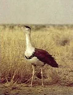 Kutch Bustard Sanctuary