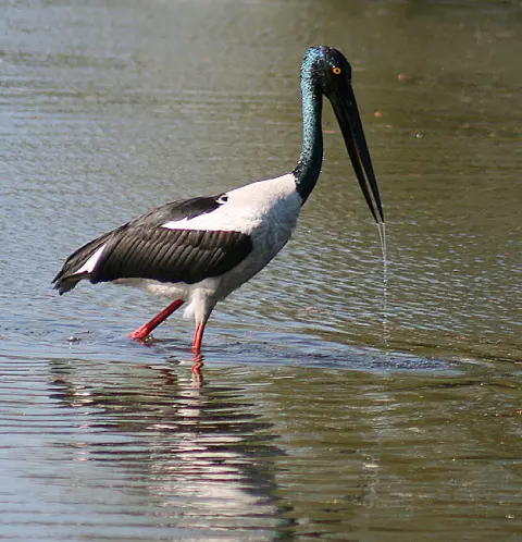 Nairana National Park