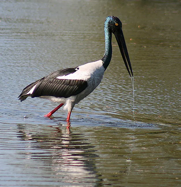 Nairana National Park