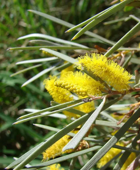 Narkoola National Park