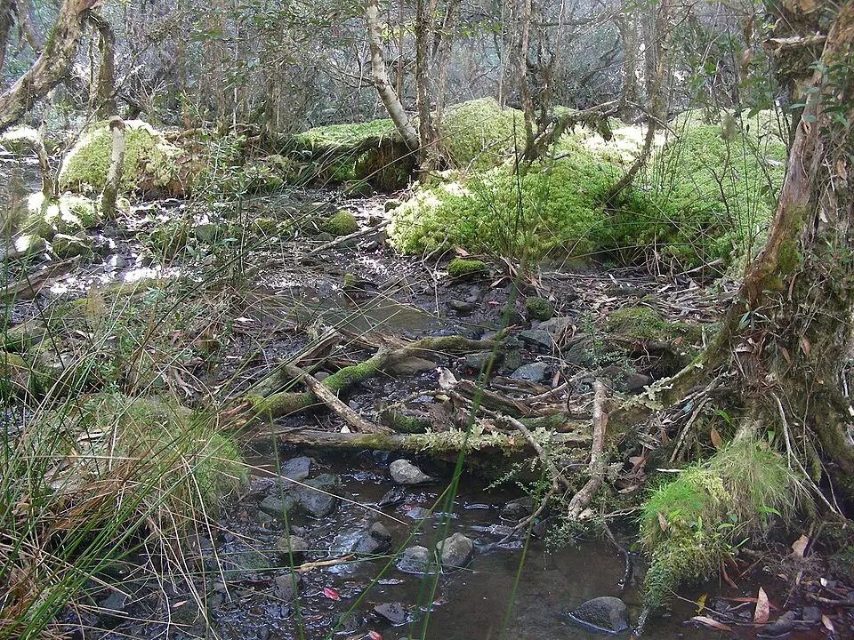 Ben Halls Gap National Park