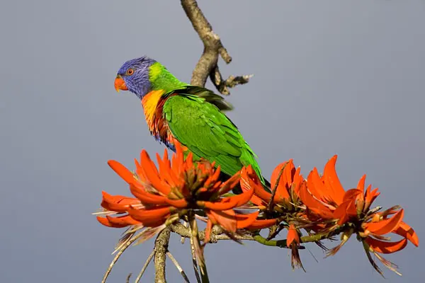 Sir James Mitchell National Park