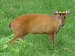 Balpakram National Park