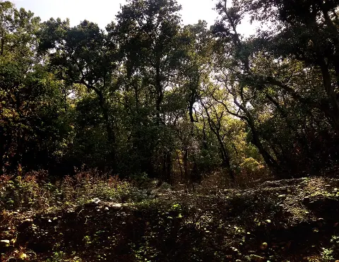 Kalesar National Park