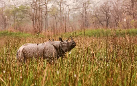 Orang National Park