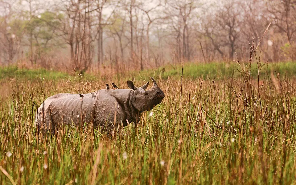 Orang National Park