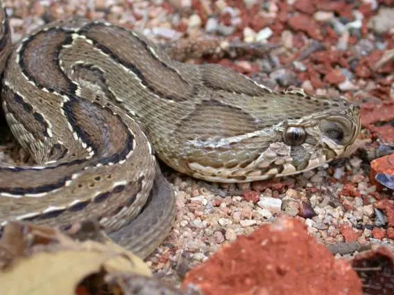 Mrugavani National Park