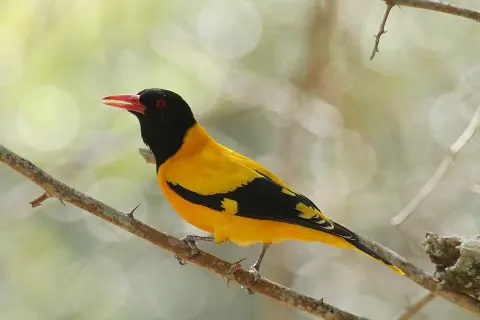 Sanjay National Park