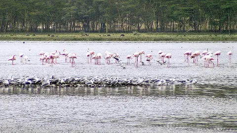 Lake Nakuru National Park