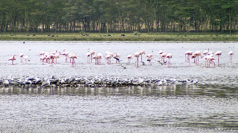 Lake Nakuru National Park