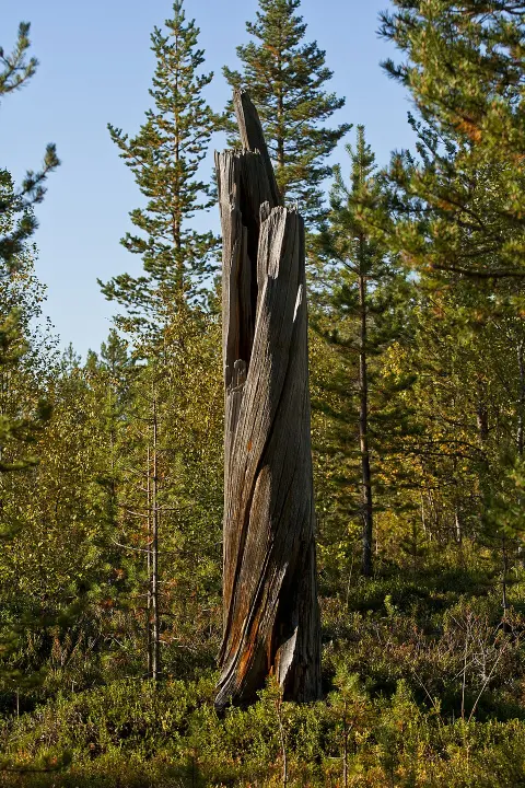 Øvre Pasvik National Park
