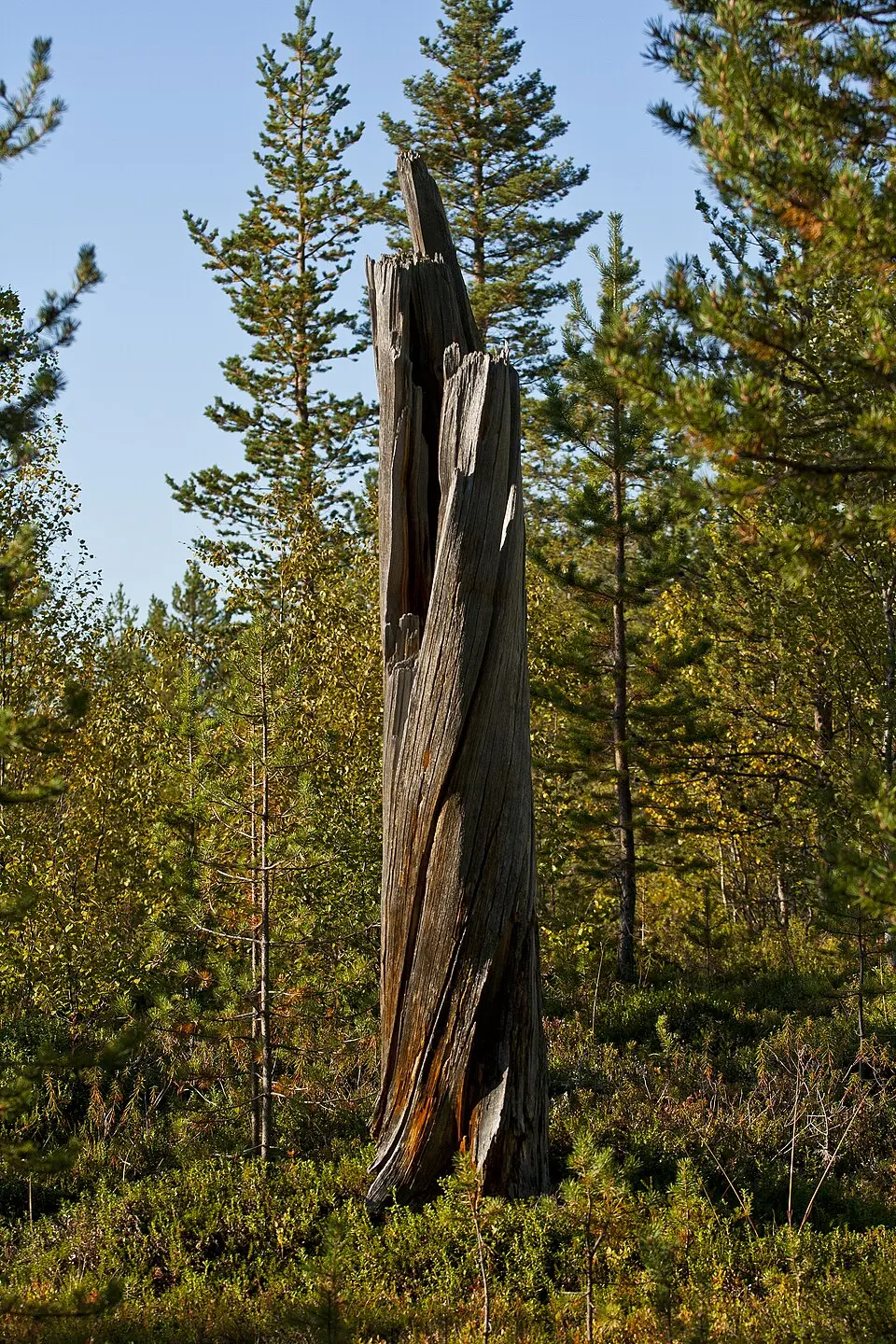 Øvre Pasvik National Park