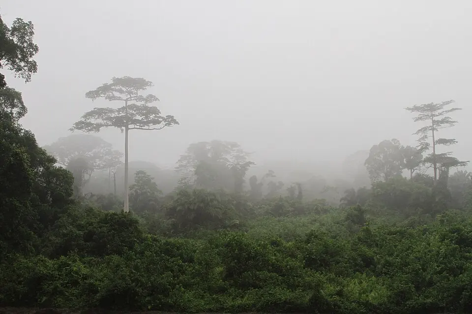 Taï National Park