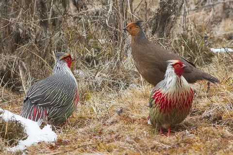 Phrumsengla National Park