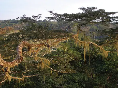 Dzanga-Ndoki National Park
