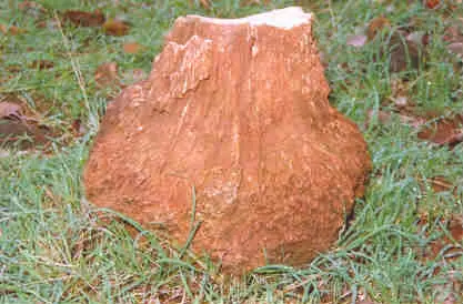 Mandla Plant Fossils National Park