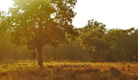 Pench Tiger Reserve