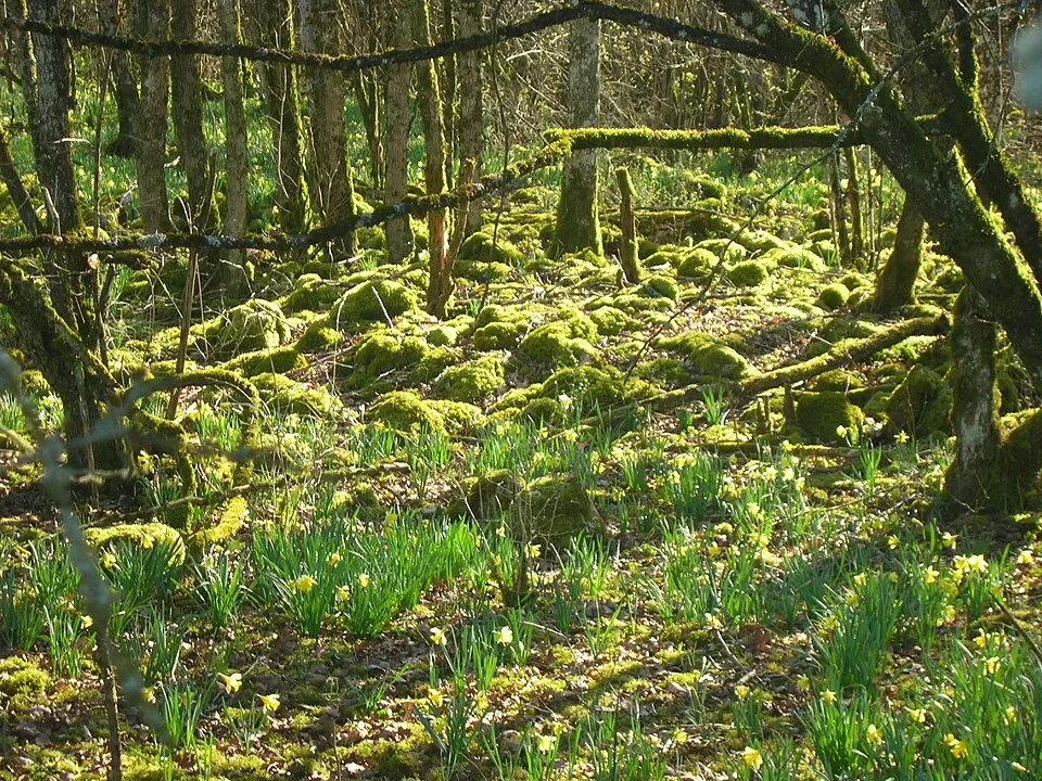 Forêts National Park