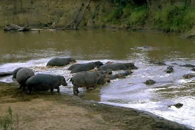 Badiar National Park