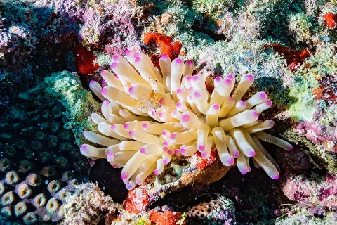 Abrolhos Marine National Park