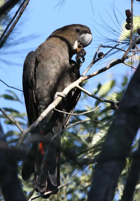 Wondul Range National Park
