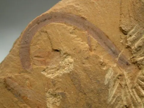 Chengjiang Fossil Site