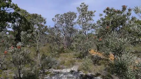 Wandoo National Park