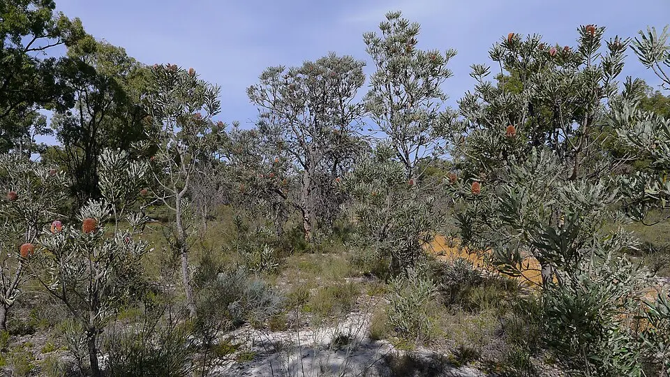 Wandoo National Park