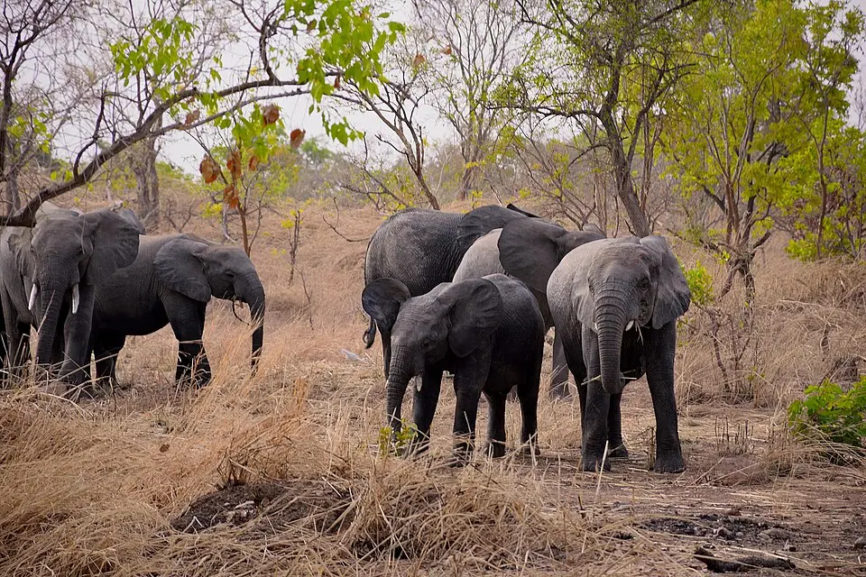 Kaboré Tambi National Park
