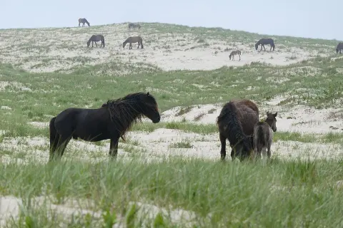 Sable Island National Park Reserve