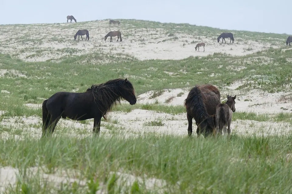 Sable Island National Park Reserve