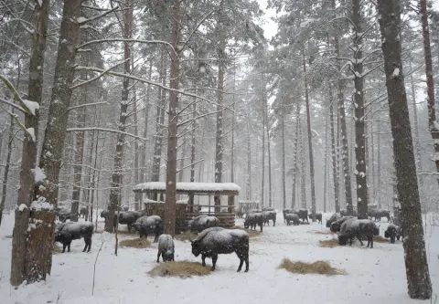 Orlovskoye Polesye