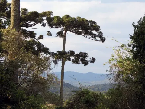 Araucárias National Park