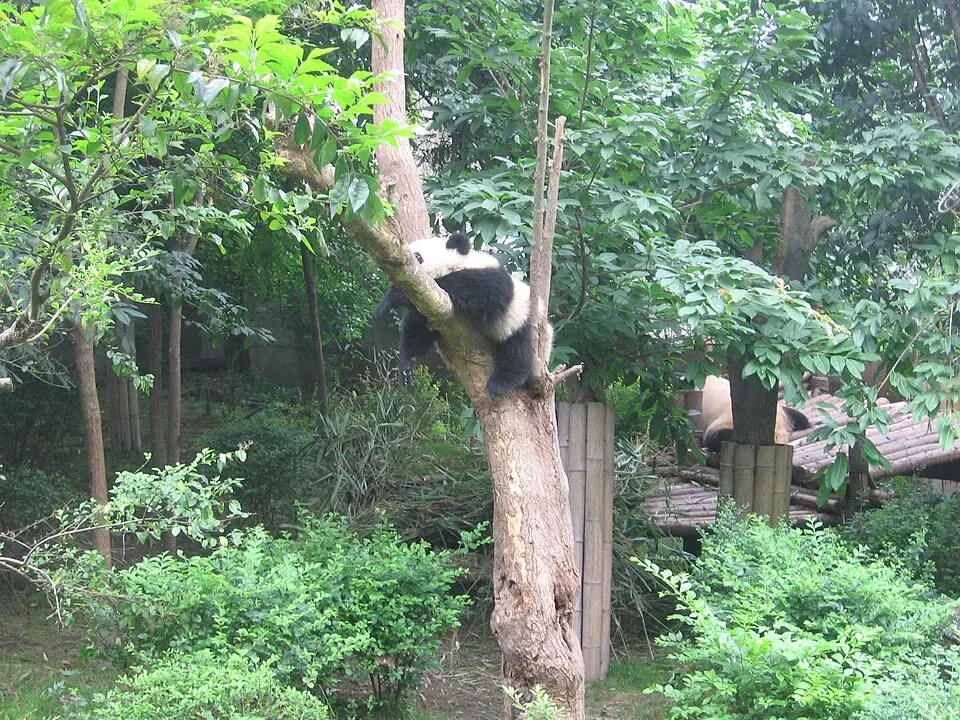 Giant Panda National Park