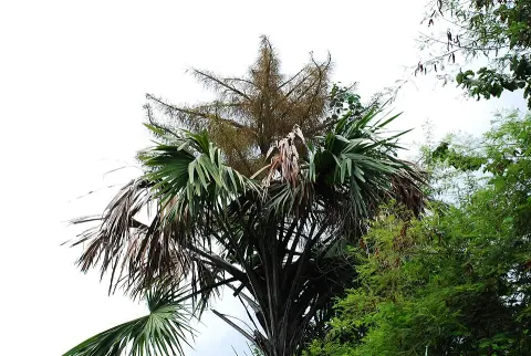 Thap Lan National Park