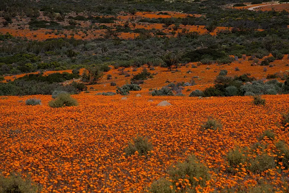 Namaqua National Park