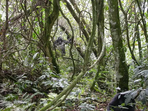 Bwindi Impenetrable National Park