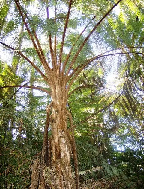Cusuco National Park
