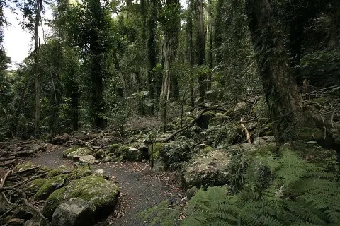 Dorrigo National Park