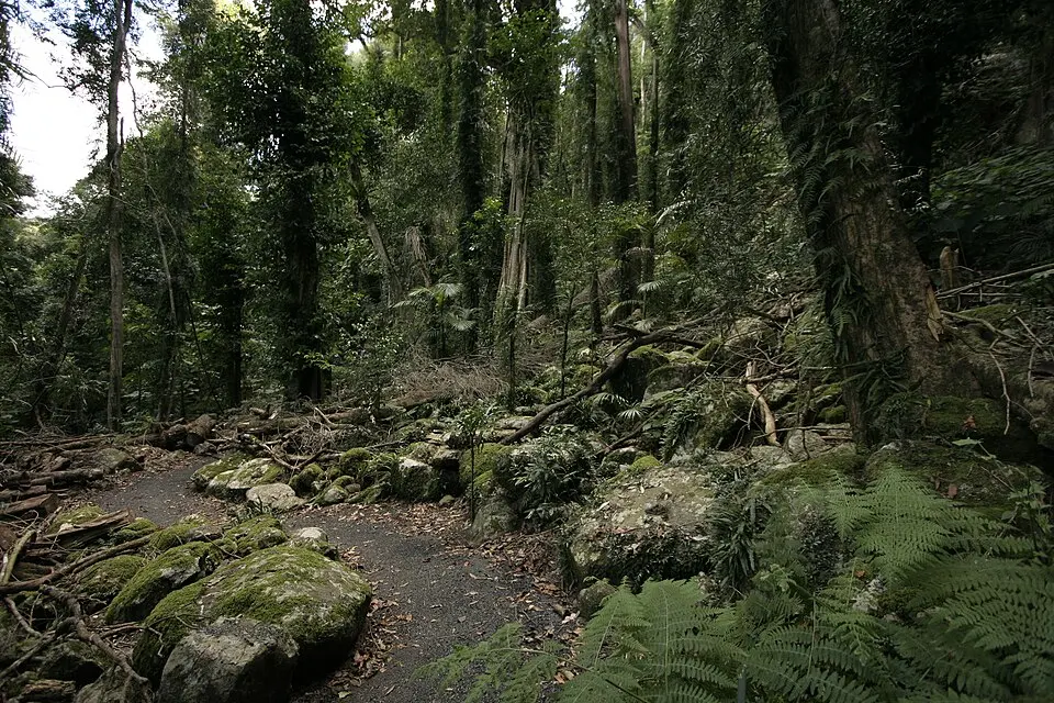 Dorrigo National Park