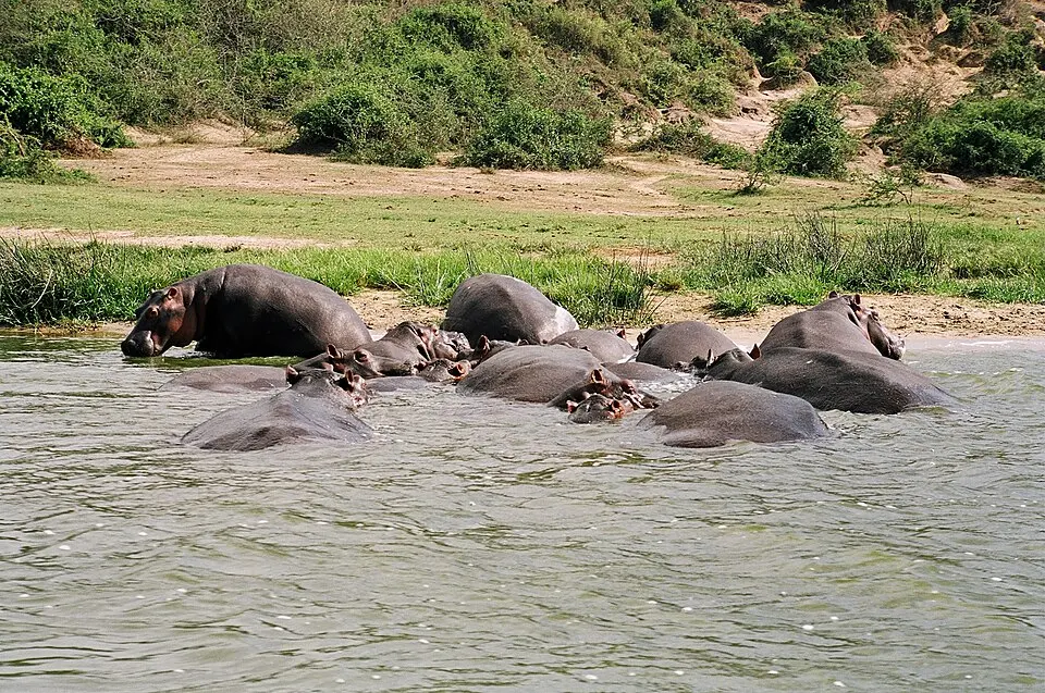 Queen Elizabeth National Park